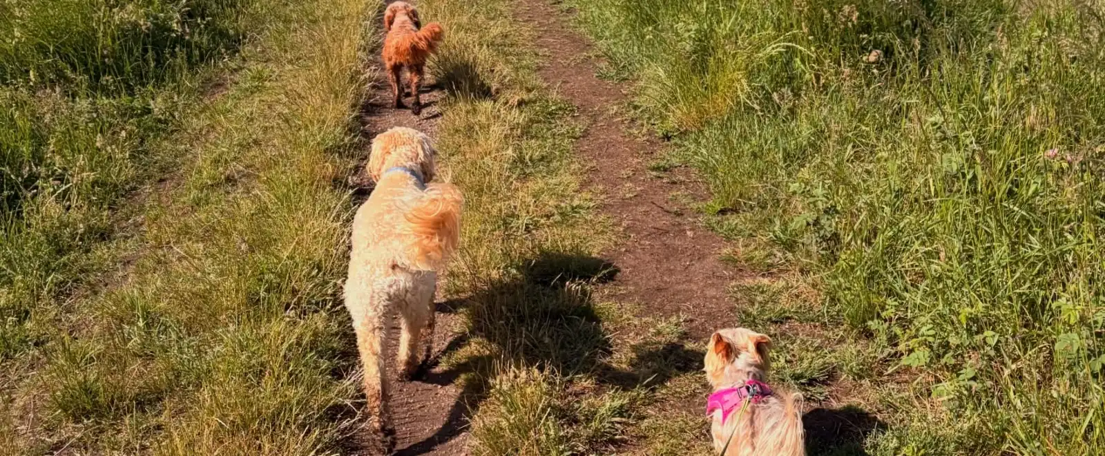 Three dogs walking together down a countryside track in East Lothian