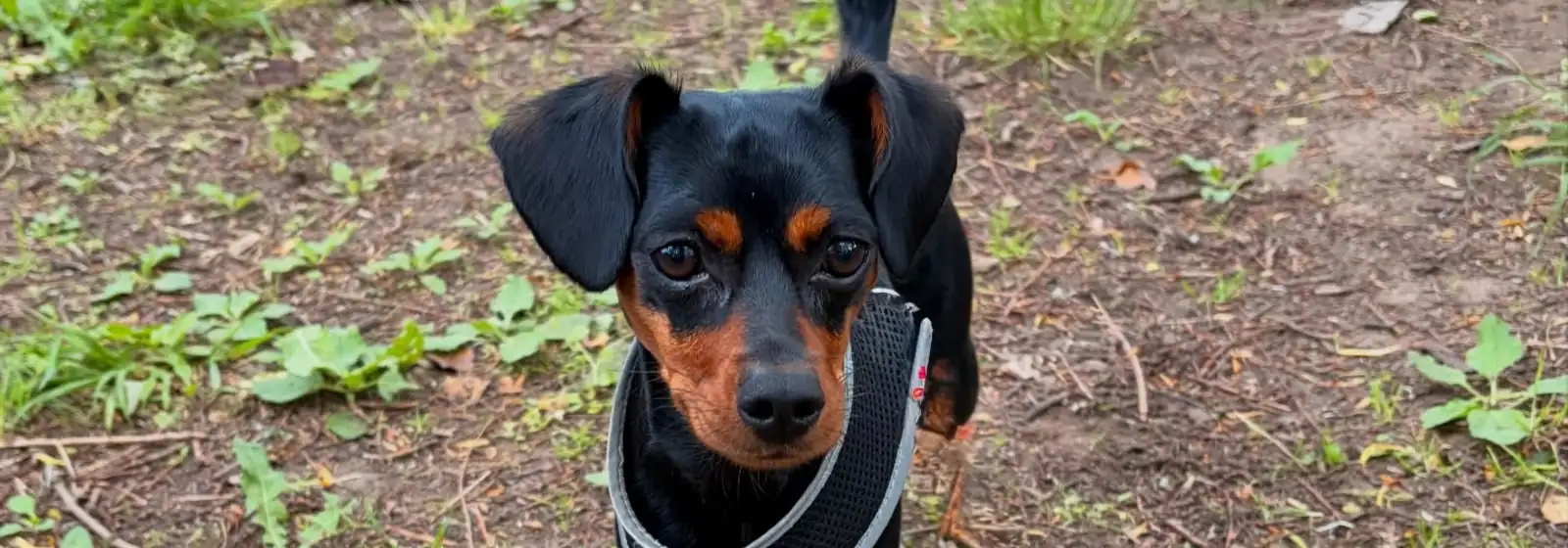 A black and tan miniature pinscher standing alert on a woodland walk