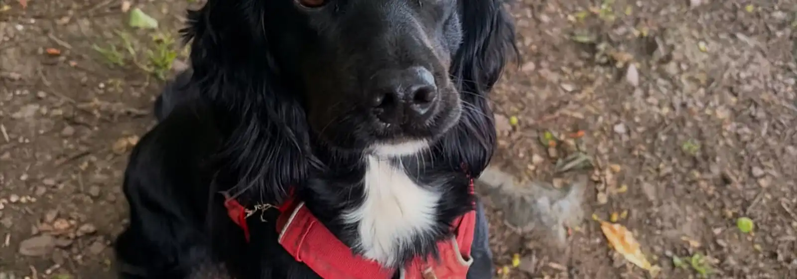 A black spaniel in a red harness on a walk