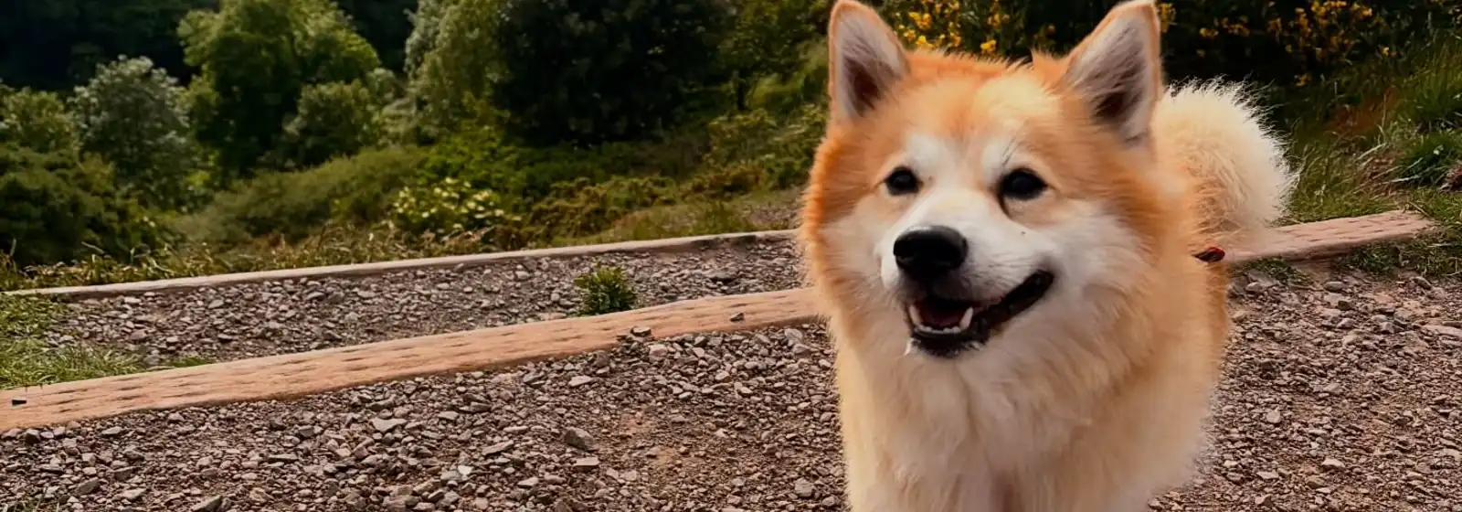 A cream and ginger spitz dog smiling on a hilltop above the town